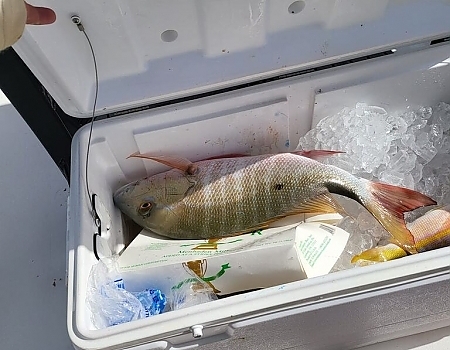 Fish in an ice-filled cooler from a Florida Keys fishing charters trip.