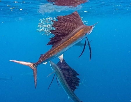 Underwater shot of a sailfish during a Florida Keys fishing charters trip.
