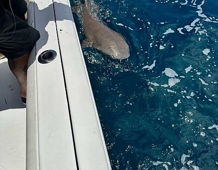 Shark swimming near the side of a boat in the Florida Keys.